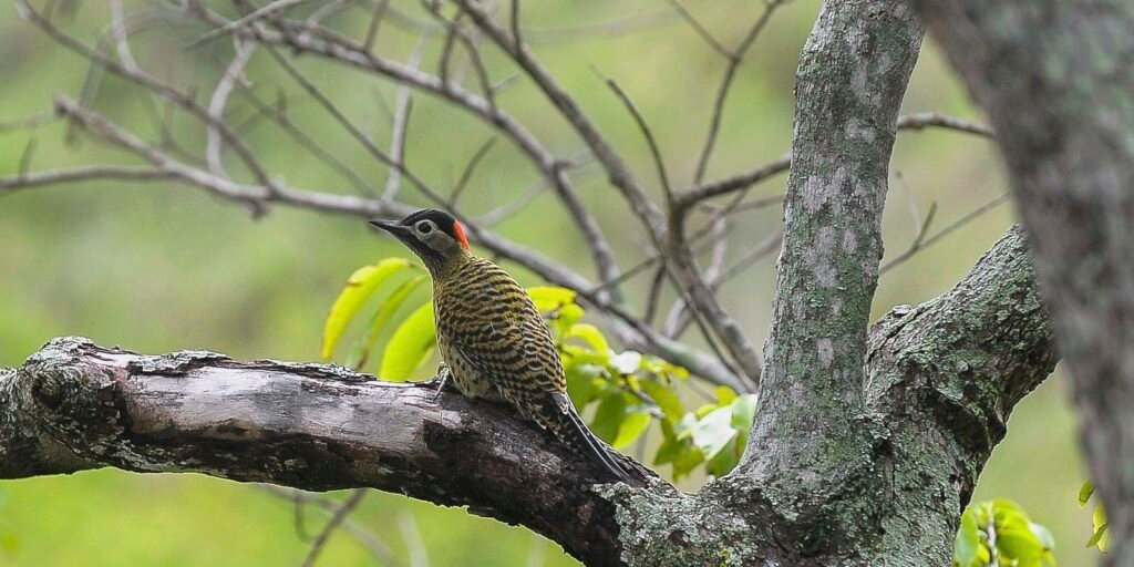 COP15 de Espécies Migratórias Silvestres será no Brasil em 2026