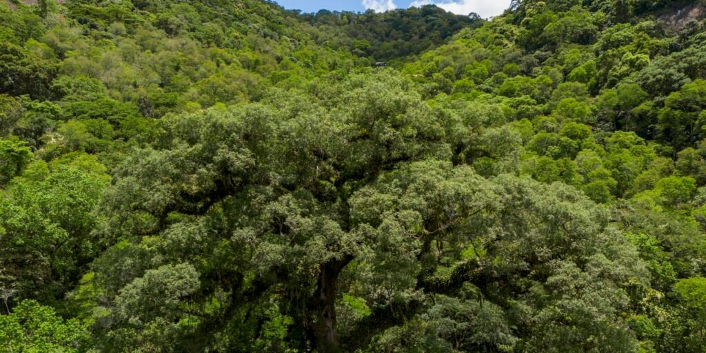 Situação dos rios em Mata Atlântica é preocupante, aponta pesquisa Situação dos rios em Mata Atlântica é preocupante, aponta pesquisa