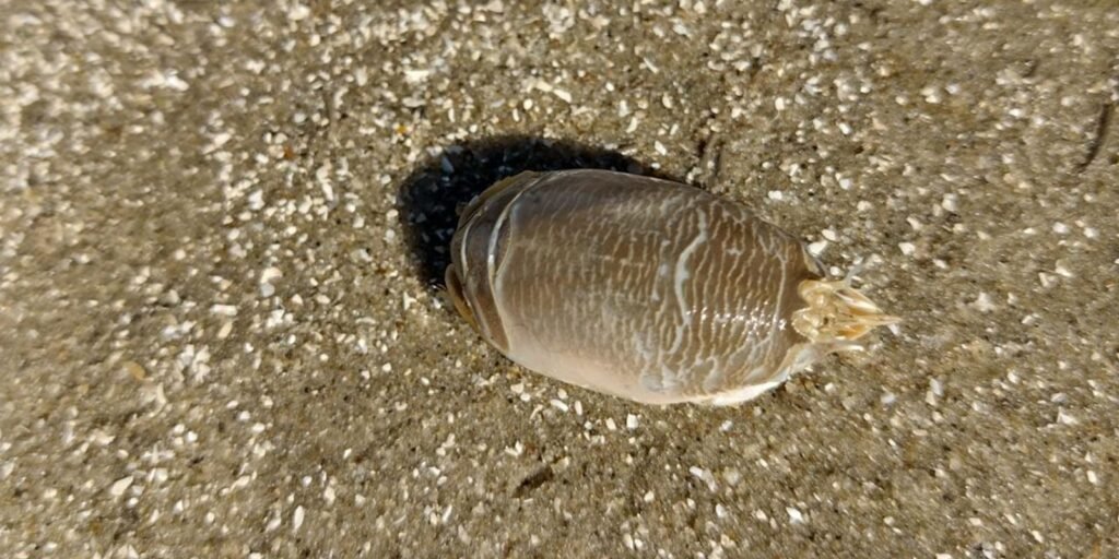 Pesquisadores investigam ‘sumiço’ dos tatuís na costa brasileira