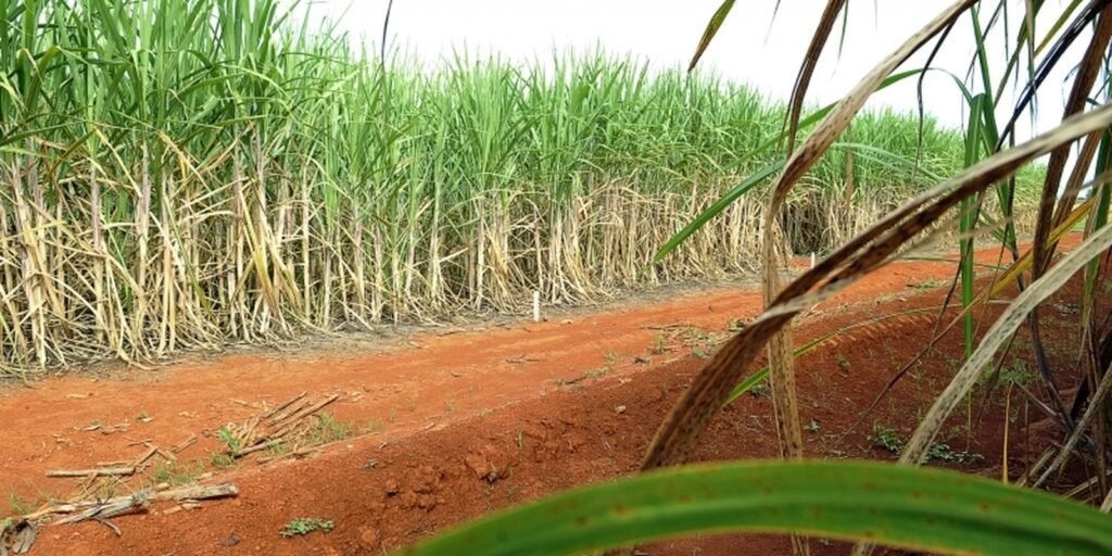 Conab estima produção de 663,4 milhões de toneladas de cana Conab estima produção de 663,4 milhões de toneladas de cana