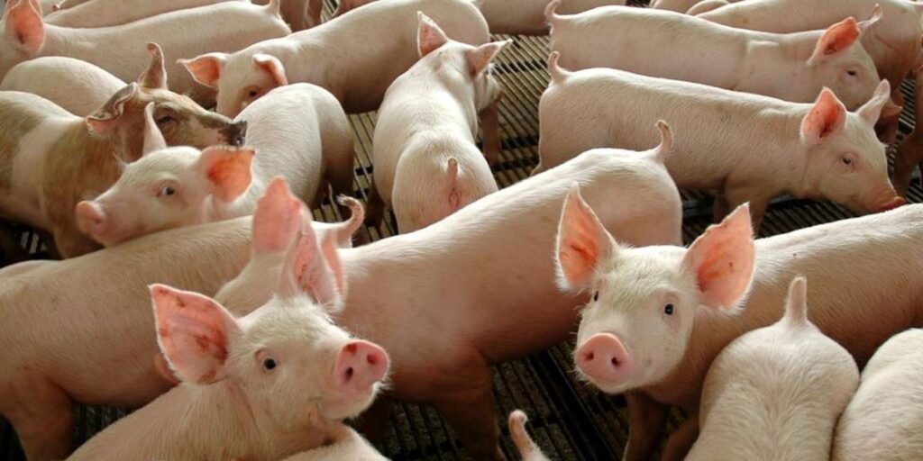 Chile passará a importar carne suína do Paraná