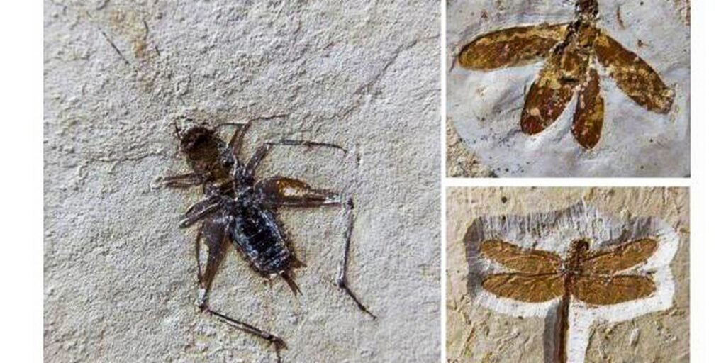 Brasil recupera 25 fósseis de insetos que seriam vendidos no exterior