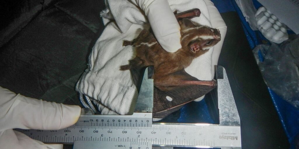 Ilha Grande, no RJ, recebe título de área de conservação de morcegos