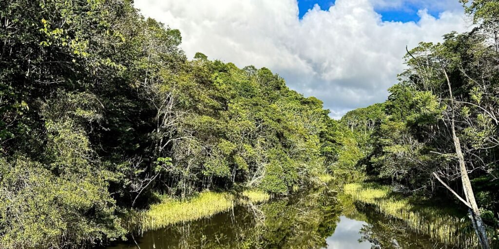 Plataforma identifica áreas prioritárias para restauração florestal