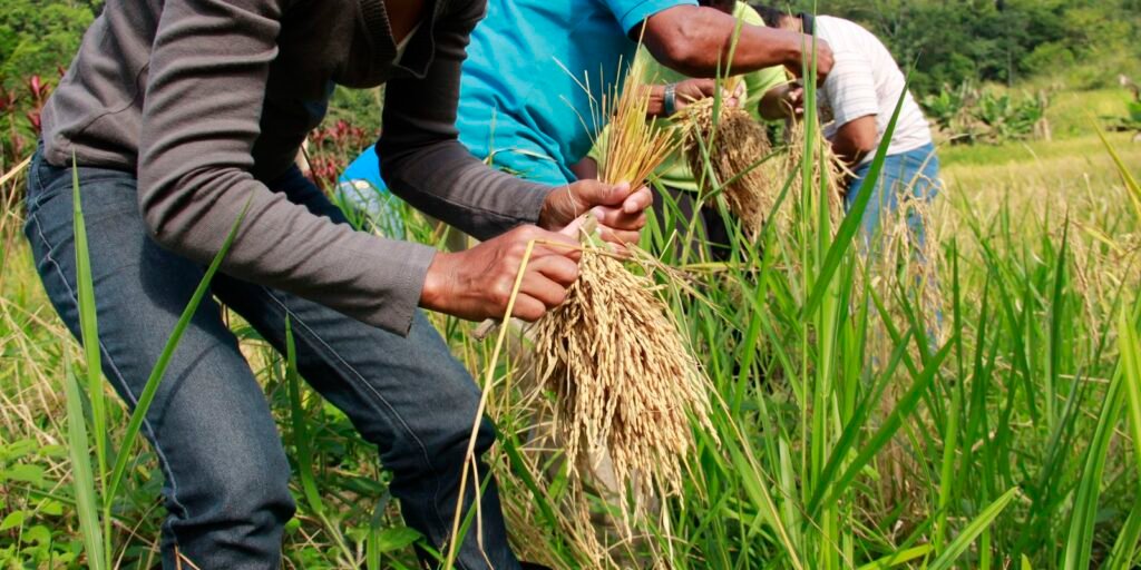 Arroz produzido por quilombolas abastece cozinha solidária em Sergipe