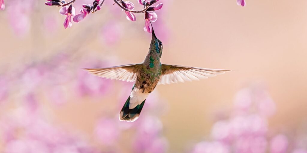Aves beijoqueiras estão ameaçadas no Cerrado, diz pesquisador