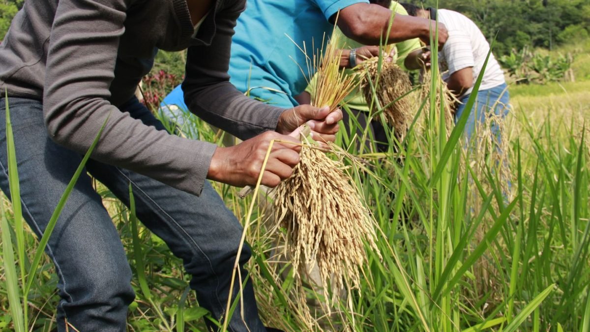 mutiraoarroz_quilombomorroseco_credito_marilia_senlle_isa.jpg
