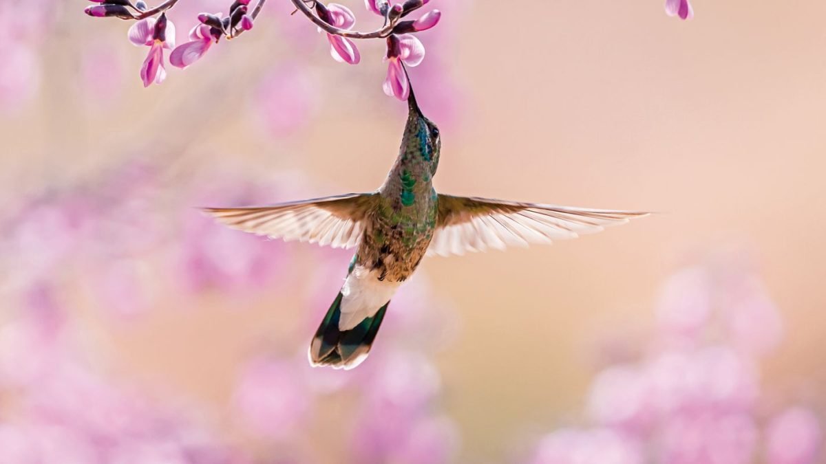 vatairea_macrocarpa_colibri_serrirostris.jpg